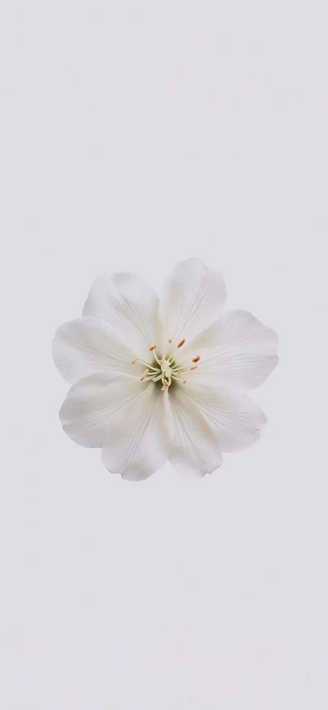 White flower on a white background wallpaper Phone Wallpaper White, White Iphone Wallpaper, White Flowers Wallpaper, Flower White Background, White Flower Wallpaper, White Wallpapers, Hd Flower Wallpaper, White Background Wallpaper, White Camellia