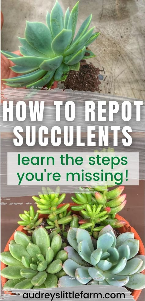 This article will teach you how to repot succulents the right way! I share all my tips so that your succulents will grow healthy whether you are repotting babies or full grown succulents! Potting A Succulent, Diy Succulent Garden Outdoors, Succulent Holder Diy, Caring For Succulents Outdoors, Tips For Succulents, Repot Succulents How To, How To Plant A Succulent, Climbing Succulent Plants, Succulents Front Yard Landscaping