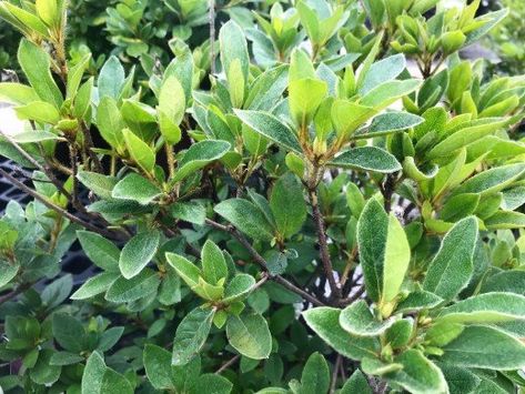 The Best Shrubs That Grow in Partial, Dappled, or Deep-Shade Gardens | Dengarden Shrubs For Dry Shade, Shade Loving Shrubs, Azalea Bush, Shade Landscaping, Landscaping A Slope, Front Flower Beds, Partial Shade Plants, Shade Shrubs, Rabbit Garden