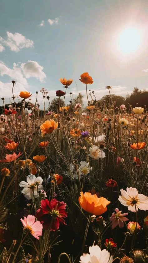 Floral Asthetic Picture, Wild Flowers Asthetics, Wildflower Pictures Photography, Aesthetically Pleasing Photos, Wild Flower Field Aesthetic, Pretty Summer Wallpapers, Ipad Wallpaper Colorful, Daisy Field Wallpaper, Fresh Flowers Aesthetic