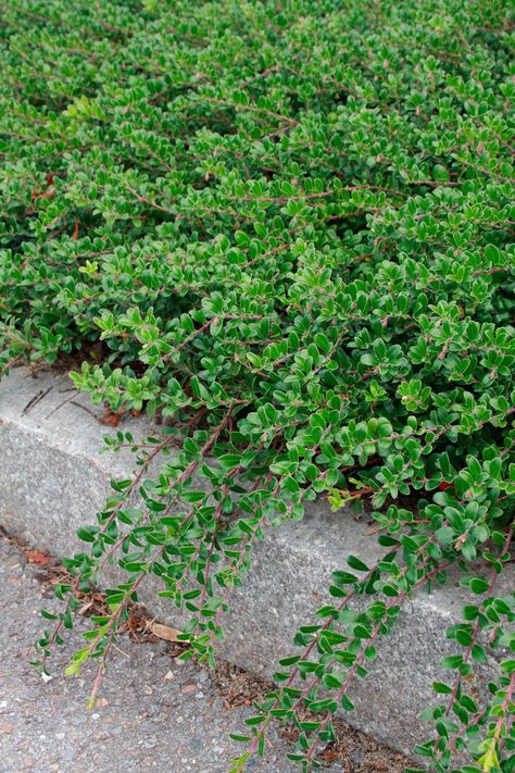 Episode 44: Great Ground Covers - FineGardening Creeping Evergreen Shrubs, Bearberry Ground Cover, Creeping Juniper Ground Cover, Ground Cover For Sunny Areas, Kinnikinnick Ground Cover, Low Growing Sedum, Coastal Ground Cover, Veronica Ground Cover, Ground Cover For Shady Areas