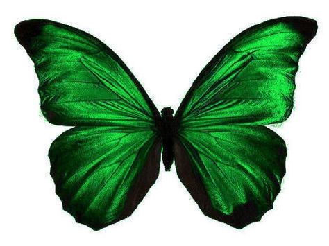 Green Butterfly Tattoo, Emerald Green Butterfly, Emerald Green Colour, Cake Designs For Girl, Butterfly Cutout, Butterfly Cake Topper, Butterfly Tattoos For Women, Butterfly Printable, Butterfly Images