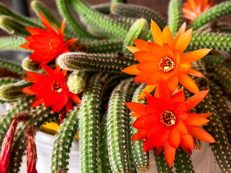 Peanut Cactus, Growing Peanuts, Cactus Light, Cactus Care, Neem Oil, Drought Tolerant Plants, Potting Soil, Orange Flowers, Hanging Baskets