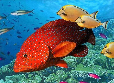 Coral Trout, Draw Sea, Grouper Fish, Seashells Photography, Jellyfish Pictures, Aquatic Art, Australian Fauna, Fauna Marina, Australia Animals