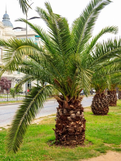 Small Palm Trees - Learn About Different Types Of Miniature Palm Trees Palm Tree Types, Miniature Palm Trees, Cold Hardy Palm Trees, Palm Trees Garden, Canary Island Date Palm, Mini Palm Tree, Florida Palm Trees, Palm Tree Pictures, Short Palm Trees