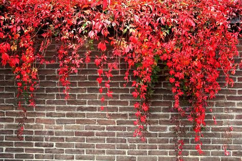 Vines Outdoor, Virginia Creeper Vine, Planting Vines, Hornbeam Hedge, Creepers Plants, Boston Ivy, Evergreen Vines, Sunny Garden, Limelight Hydrangea