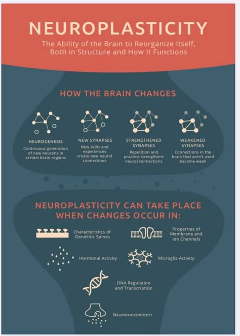 Brain Anatomy And Function, Healthy Eating Books, Brain Exercises, Brain And Nervous System, Neural Connections, Psychology Notes, Psychology Studies, Vision Therapy, Poster S