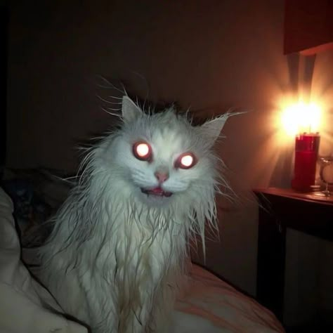 Cursed Cats, Funny Looking Cats, Silly Kitty, Ugly Cat, Silly Kitties, Cats Pictures, Silly Cats Pictures, Cute Cats Photos, Cat Meme