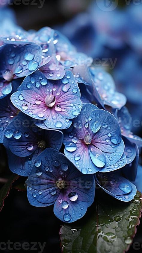 AI generated Hydrangea blue flower natural floral from farmland Hydrangea Aesthetic, Dark Blue Hydrangea, Adorable Tattoos, Hydrangea Blue, Rain Art, Flowery Wallpaper, Botanical Tattoo, Blue Garden, Apple Watch Faces