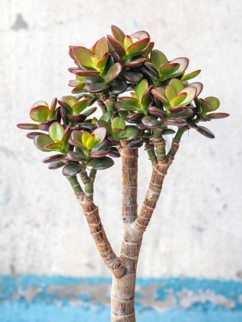 How to Prune Jade Plants in 7 Easy Steps - AHRCC stands for Astrology, Health, Relationships, Compatibility & Career Advice, News Updates Jade Plant Care, Indoor Oasis, Succulent Garden Design, Jade Plant, Health Relationships, Baking Soda Uses, Jade Plants, Succulent Garden, Plant Needs