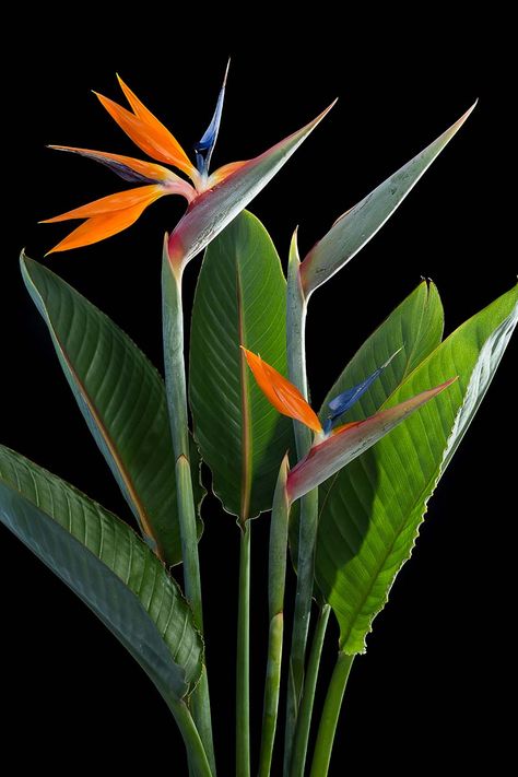 Birds Of Paradise Plant, Bird Of Paradise Plant, Paradise Flowers, Flower Identification, Paradise Plant, Birds Of Paradise Flower, Garden Shelves, Plant Aesthetic, Ornamental Plants