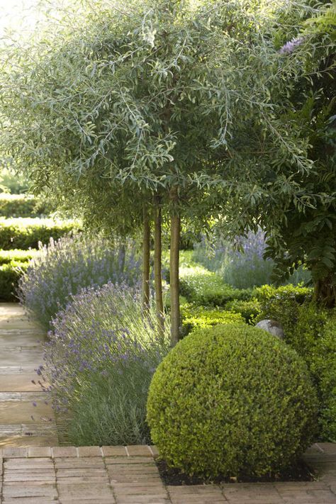 Peter Fudge, Olive Trees Landscape, Olive Trees Garden, Mediterranean Landscape Design, Fence Border, Drought Tolerant Garden, Mediterranean Landscaping, Garden Shrubs, Have Inspiration