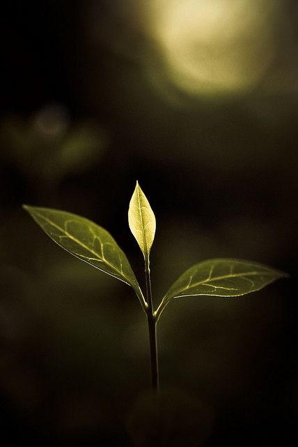 Growth Photography, Earth Colours, Foto Macro, Let It Shine, Airbrush Art, Hypnotherapy, Foto Art, Olive Green Color, Green Nature