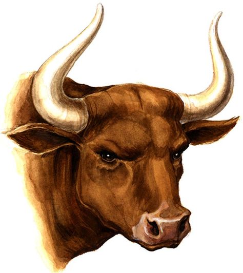 Bison Art, Oyster Roast, Bull Painting, Bull Tattoos, Bull Art, Taurus Tattoos, Horse Costumes, Drawing Heads, Art Drawings Sketches Pencil