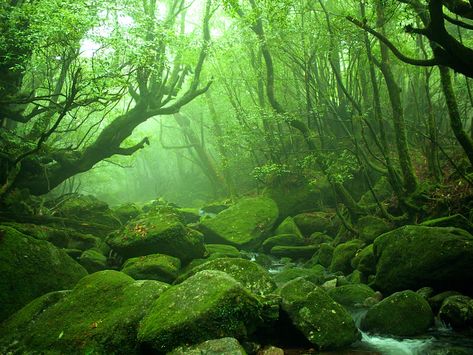 Snake Tanks, Island Forest, Green Chill, Kyoto Temple, Mac Backgrounds, German Town, Yakushima, Japanese Forest, Blue Delphinium