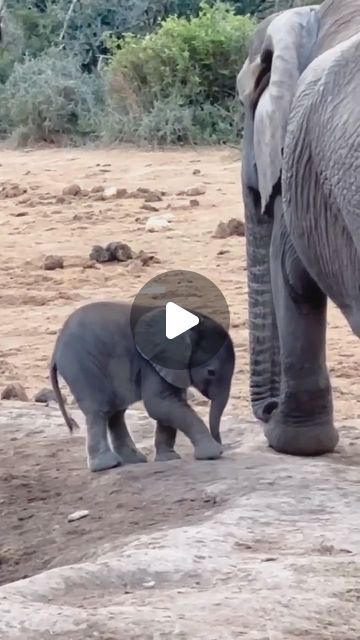 Baby Elephant Video, Elephant Videos, Elephant Video, Baby Elephants Playing, Elephant Gif, Off My Face, Elephants Playing, Elephant Cute, Cute Teacup Puppies