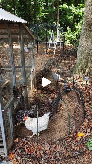 Chicken Run Inspiration, Diy Chicken Chunnels, Diy Chicken Tunnel How To Build, Chicken Coop Videos, English Cottage Chicken Coop, Diy Chicken Coop Backyard, Shower Curtain Chicken Run, Texas Chicken Coop, Chicken Pin Ideas