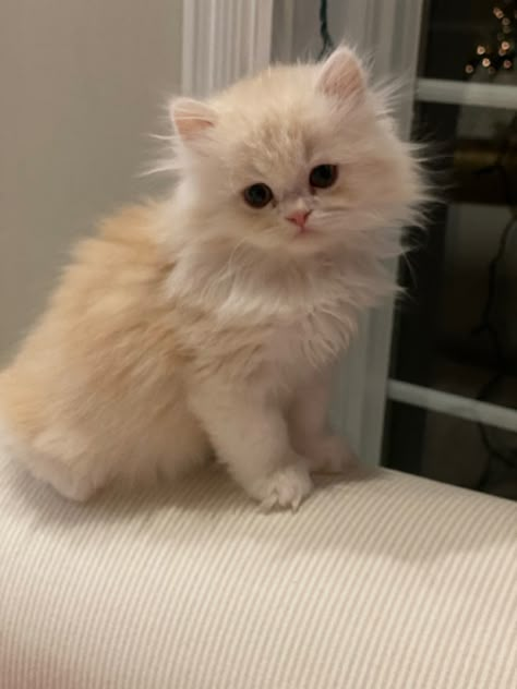 Cats Persian Kitten Aesthetic, Ginger Persian Kitten, Doll Face Persian Kittens, Cute Kittens Pictures, Dream Pet Cat, White Ragdoll Kitten, Fuzzy Kittens, Cute Persian Cats, Aesthetic Cat Pictures