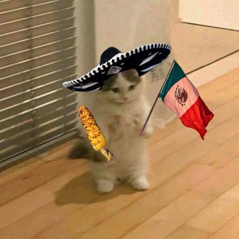 Gatos Random Icons, Mexican Playlist Covers, Standing Cat Pfp, Latina Wallpaper, Funny Mexican Pictures, Mexican Cat, Cute Cat Pfp, Cat Pfps, Standing Cat