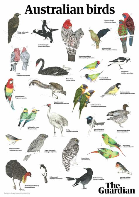 Australian bird of the year 2021: free downloadable poster | Australian bird of the year (2021) | The Guardian Australian Birds Art, Native Australian Birds, Australia Birds, Australian Insects, Animals In Australia, Australian Fauna, Australia Art, Australian Native Garden, Birds Of Australia