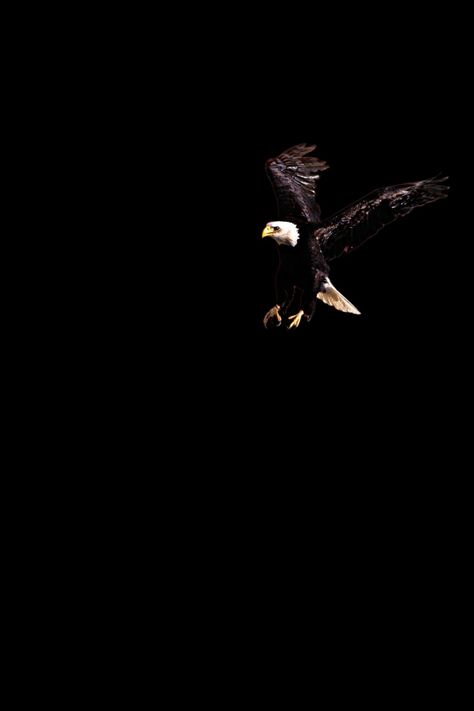 Eagle Black Wallpaper, Eagle Aesthetic Wallpaper, Iphone Wallpaper Eagle, Eagle Png, Facebook Background, Facebook Cover Photos Love, White Background Wallpaper, Eagle Wallpaper, Cars Brand