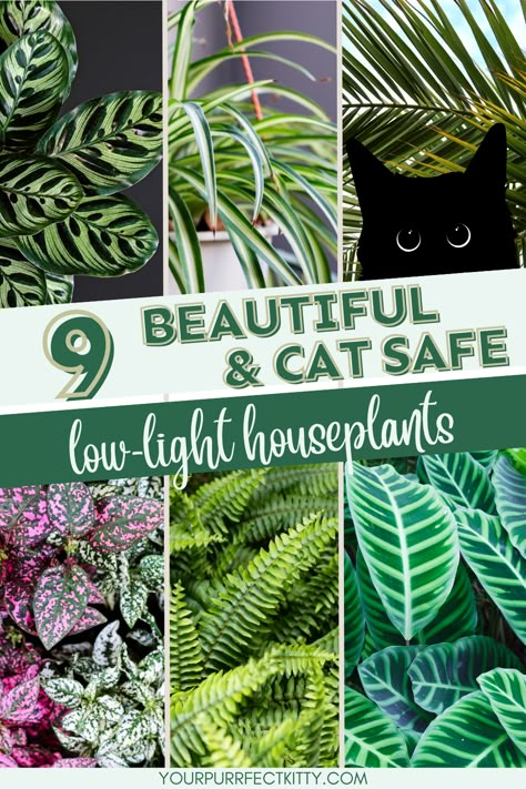 Add a touch of green to your home without worrying about your pets. Check out this list of low light indoor houseplants that are safe for cats. Get clicking and start adding these beautiful green additions to your home today. cat safe plants, houseplants safe for cats, houseplants safe for pets, house plants safe for cats, house plants safe for pets, low light indoor plants House Plants Cat Safe, Best Indoor Plants Safe For Cats, Safe Houseplants For Cats, Plants Not Toxic To Cats, Non Poisonous House Plants Cats, Pet Safe Low Light House Plants, Indoor Plants Low Light Pet Safe, House Plants Safe For Cats And Dogs, Indoor Plants Non Toxic To Cats