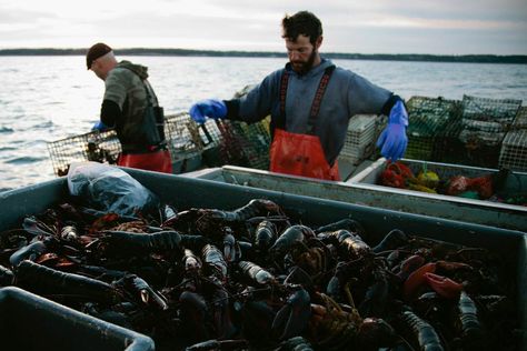 Lobster Fisherman, Boat Vibes, Lobster Fishing, Siren Song, Lighthouse Keeper, Chef Coat, The Catch, Writing Prompts, Lighthouse