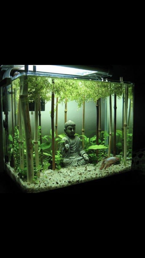 Asian Inspired Fish Tank, Japanese Fish Tank Ideas, 5 Gal Fish Tank Ideas, Aquarium Tank Design, Tall Aquarium Ideas, Fish Tank Set Up Ideas, Axolotl Tank Ideas Aquarium, Fish Tank Set Up, Plant Aquarium Ideas