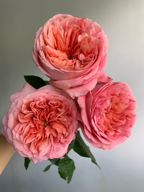 Pink Xpression Roses, Pink Garden Rose Bouquet, Flower Wallpaper Pink, Pink Garden Rose, Best Flower Wallpaper, Coral Roses, Coral Flower, Coral Rose, Boquette Flowers