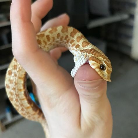 5,243 Likes, 71 Comments - Brittani Castrovinci (@repti_girl) on Instagram: “This goofy Western Hognose at work decided my finger looked like a tasty snake when I was cleaning…” Snake Meme, Snake Aesthetic, Western Hognose, Western Hognose Snake, Snake Enclosure, Milk Snake, Hognose Snake, Pretty Snakes, Snake Lovers