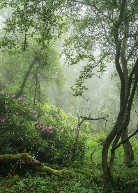 Fresh Green Aesthetic, Green World, Fresh Aesthetic, Green Nature, Fresh Green, Magical Forest, Nature Aesthetic, Green Aesthetic, Mykonos