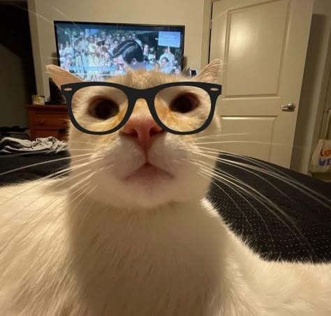 Silly Cats Pictures Pfp, Cute Silly Cats, Nerd Cat Pfp, Tucking Hair Behind Ear Reaction Pic, Gatos Random Icons, Cats Profile Picture, Cat With Glasses Aesthetic, Silly Cat Photos, Ig Icons Profile