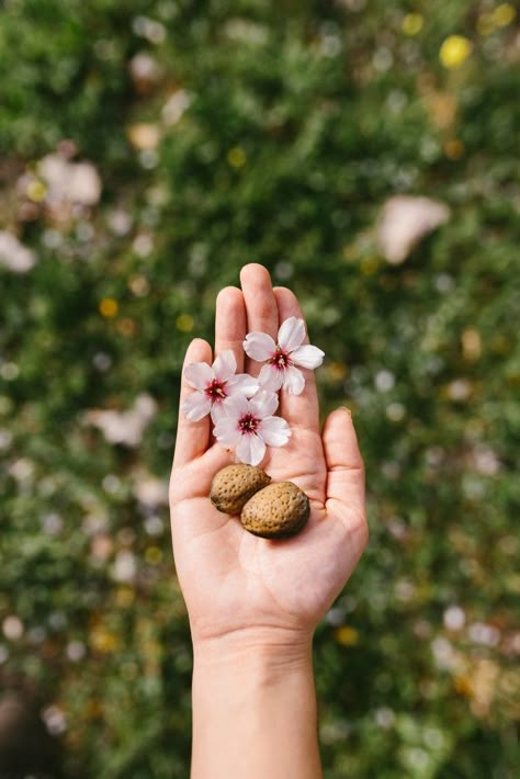 Almond Flower Tattoo, Almonds Aesthetic, Almond Photography, Almond Aesthetic, Almond Tree Blossom, Illuminated Bible, Brow Chakra, Almond Flower, One Word Instagram Captions