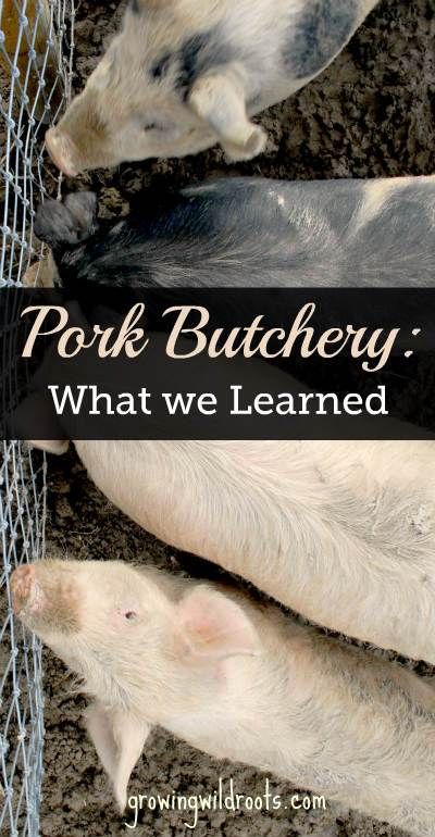 Things we learned in pork butchery. Processing pork at home has given us a sustainable and flavourful source of local meat. How To Butcher A Cow, Homesteading Hacks, Cow Food, Diy Canning, Butcher's Cut, Raising Quail, Homestead Animals, Raising Farm Animals, Homesteading For Beginners