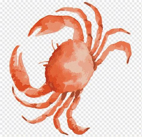 Seafood Drawing, Crab Clipart, Crab Watercolor, Sea Creatures Drawing, Plant Aquarium, Crab Illustration, Crab Art, Gcse Art Sketchbook, Biology Art