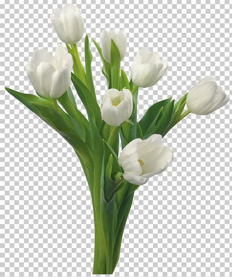 Tulips Png Icon, Tulips Png Aesthetic, Viel Png Flowers, Tulip Png Aesthetic, Transparent Flowers Png, White Tulips Png, Tulip Flowers Png, Flower Png Aesthetic, Flowers With White Background