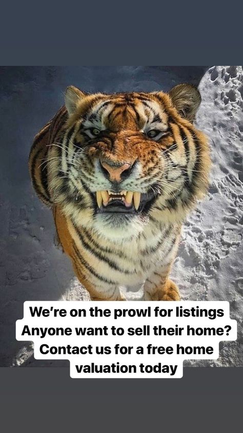 Wanna sell your home? Contact us today Tiger Pictures, Animal Illustrations, Pretty Animals, Majestic Animals, Silly Animals, A Tiger, Cute Wild Animals, Big Cat, Animal Planet