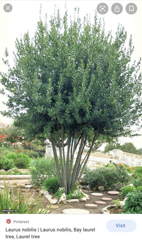 Craftsman Beach House, Bay Leaf Tree, Beach Plants, Bay Laurel Tree, California Landscaping, Plants For Yard, Desert Trees, Trees For Front Yard, Low Water Plants