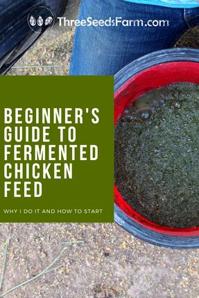 Fermented Chicken Food, Fermented Feed For Chickens, Fermenting Chicken Feed How To Make, Ferment Chicken Feed, How To Ferment Chicken Feed, Fermented Chicken Feed How To Make, Fermented Chicken Feed Recipe, Aesthetic Chicken Coop, Chicken Feed Recipe