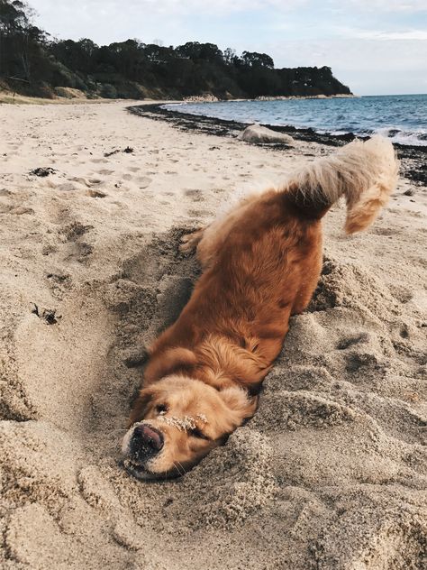 VSCO - erinsandersxo Regnul Animal, Golden Retriever Mix, Cute Animal Photos, Golden Retrievers, Siberian Husky, Cute Little Animals, Funny Animal, 귀여운 동물, Animals Friends