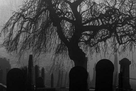 Weeping Willow, After Life, Jolie Photo, Graveyard, Tolkien, Black Aesthetic, Scientists, Dark Aesthetic, In Hollywood