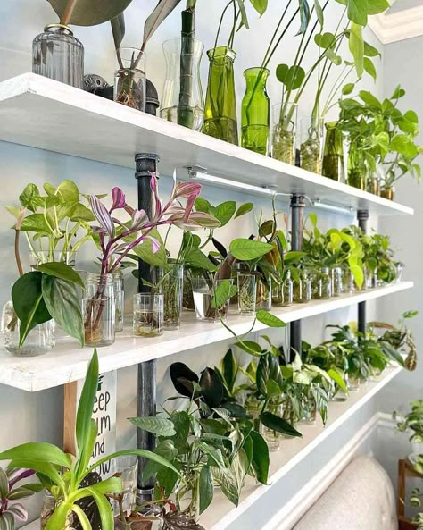 Propagation Wall, Easy Herbs To Grow, Best Grow Lights, Herb Garden Kit, Plant Mama, Indoor Greenhouse, Grow Room, Growing Plants Indoors, Indoor Herb Garden