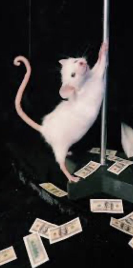 Next is hair inspo Rat On A Pole, Cursed Animal Photos, Dressed Up Animals, Rat Dancing On Pole, Wierd Profile Picture, Rat Picture Funny, Rat Princess, Rat Dancing, Crochet Toy Story