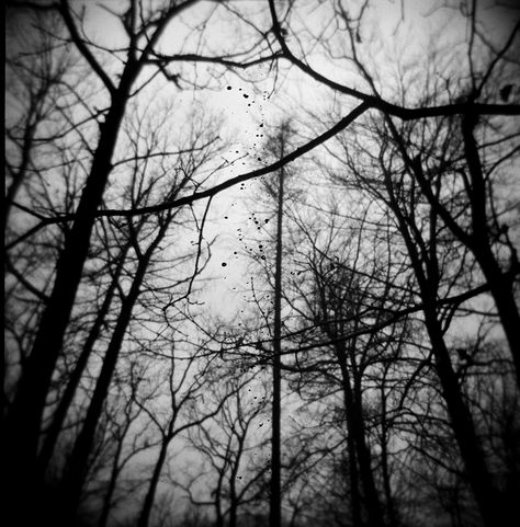 "black metal forest, trees hovering above the melting snow in a small cemetery in Zlin." taken by lyndxe  lomography.com Black Trees Aesthetic, Black Forest Art, Black Metal Aesthetic Forest, Black Metal Photography, Soft Black And White Aesthetic, Black Metal Forest, Black Metal Wallpaper, Black Metal Aesthetic, Metal Trees