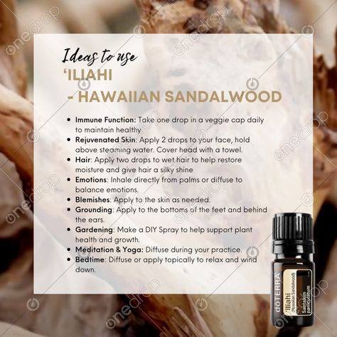 Ideas to use ‘Iliahi  - Hawaiian Sandalwood_____________________________Suggested photo uses:Social media posts Instagram StoriesFacebook StoriesPinterest PinsBlog post ImagesE-book Images To get updates on new images, please click the follow button Please be sure to watermark every graphic yo... #Hawaiian Sandalwood #‘Iliahi #hawaii #wood oil #ways to use Hawaiian Sandalwood #how to use Hawaiian Sandalwood #wellnessadvocate #doterra #wellnessstockphotos #onedropdesigns #doterrawellnessadvocate Doterra Blends, Doterra Wellness Advocate, Sandalwood Essential Oil, Diy Sprays, Mind Body Connection, Wood Oil, Plant Health, Follow Button, One Drop