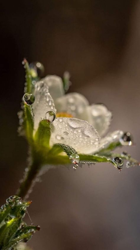 Good Morning Handsome, Flower Duvet Cover, Drops Of Water, Macro Flower, Lovely Flowers Wallpaper, Good Morning Sunshine, Dew Drops, Beautiful Rose Flowers, Flower Phone Wallpaper