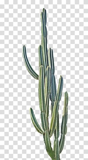 Cactus Flower Painting, Tree Photoshop, Plant Png, Cactus House Plants, Cactus Png, Cactus Drawing, Flower Silhouette, Plants Green, Green Cactus