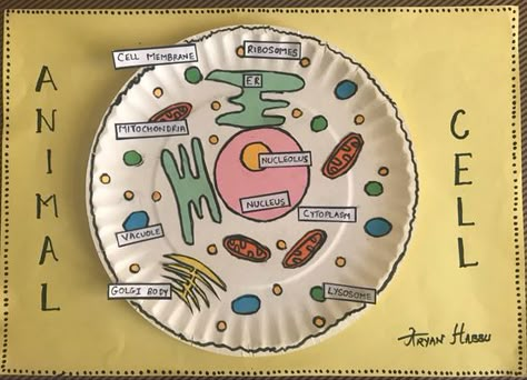 Paper Plate Cell Model, Animal Cell Project Ideas Models, Plant And Animal Cell Project, Cell Diagram Project, Animal Cell Activity, Animal Cell Model Project, Cell Activities, Animal Cell Drawing, Animal Cell Structure