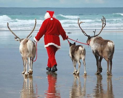 You don't know where to spend Christmas ? This article is for you. Here are the best destinations to do during this period in United States Christmas In Australia, Aussie Christmas, Beachy Christmas, Santa And His Reindeer, Christmas In July Sale, Summer Christmas, Beach Christmas, Coastal Christmas, Santa Clause