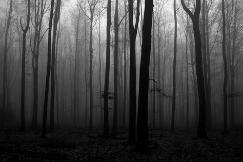 creepy forest | Arash Khames | Flickr Fb Background, Creepy Forest, Fairycore Wallpaper, Creepy Backgrounds, Forest Drawing, Arte Ninja, Wiccan Decor, Search History, Forest Background